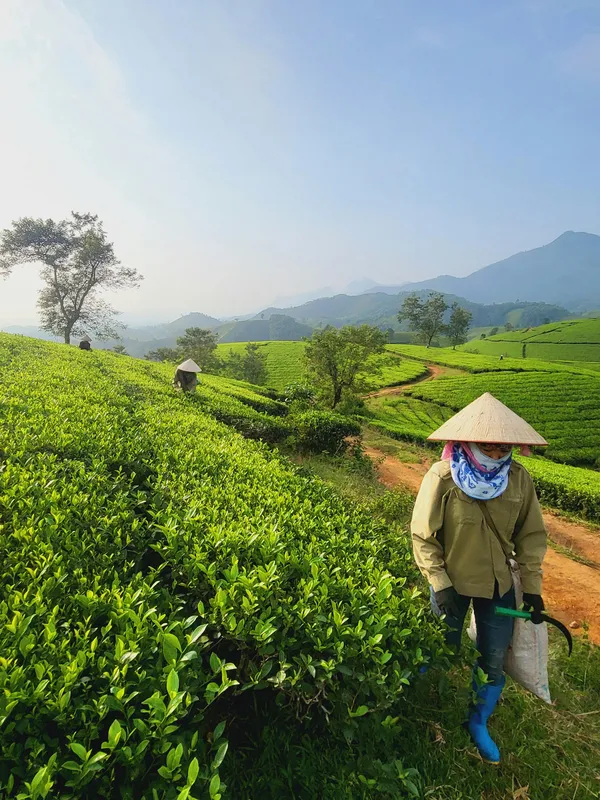 Matcha – właściwości, zastosowanie i sposób parzenia. Zielone złoto Japonii 3 photo pexels-truongbanreview-28866982